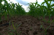 Takhle vypadal terén mezi řádkami kukuřice. Půda byla celkem
suchá, ani hroudy nebyly příliš velké.