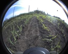 Pohled z kamery na řádek kukuřice na ČZU na
Suchdole