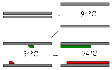 PCR cyklus