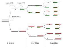 PCR reakce