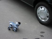 Aibo examines a car