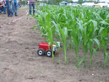 Explorer in maize