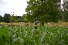 There is only camera tower visible, the rest of the robot is hopelessly lost in the green maize.